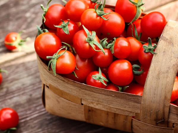 Tomatenkulturen, Tomaten anbauen