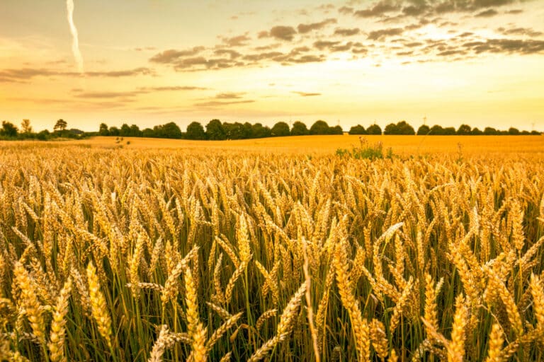 Golden wheat field, landscape of agricultural grain crops and sunset sky, panoramic vista