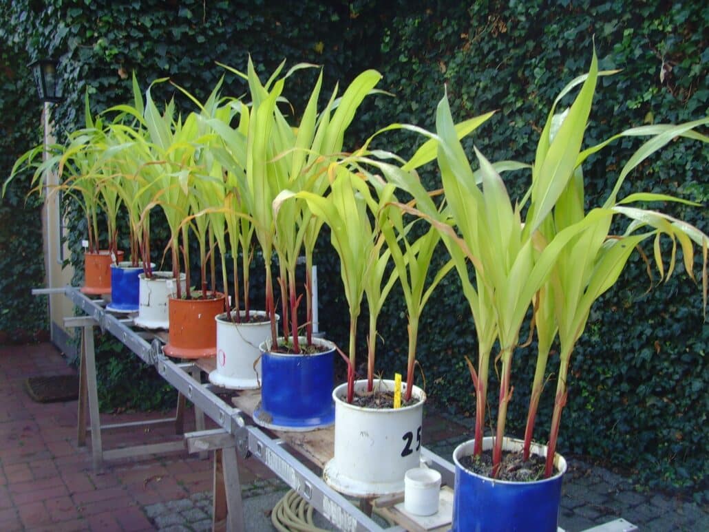 Untersuchung der photosynthetischen Aktivität von Maispflanzen unter dem Einfluss unterschiedlicher Bodenqualität 1 Mais